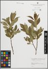 Foto von Salix pentandra L.